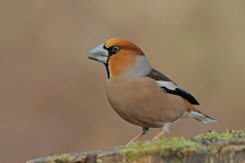 Kernbeißer, Coccothraustes coccothraustes


Aufnameort: Odenwald
Kamera: Canon EOS 7D