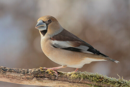 Kernbeißer

Aufnameort: Odenwald
Kamera: Canon EOS 7D