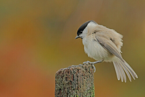 Sumpfmeise, Parus palustris


Aufnameort: Odenwald
Kamera: Canon EOS 7D