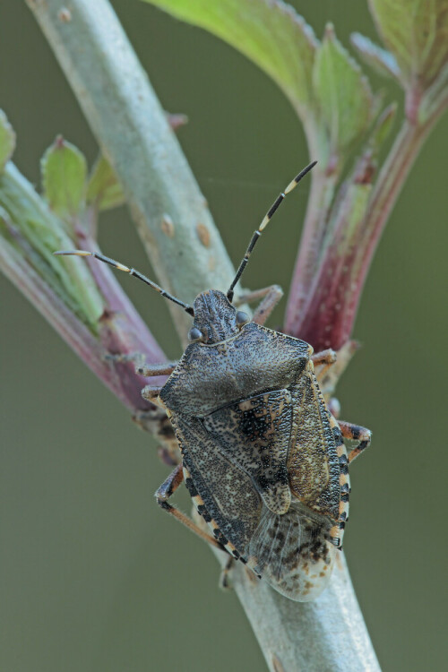 Graue Gartenwanze, Rhaphigaster nebulosa, Holunder

Aufnameort: Odenwald
Kamera: Canon EOS 60D