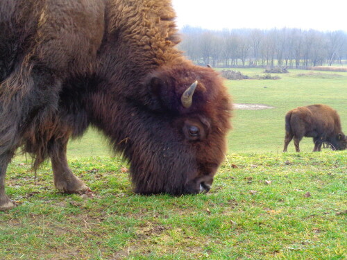 grasender-bison-24011.jpeg