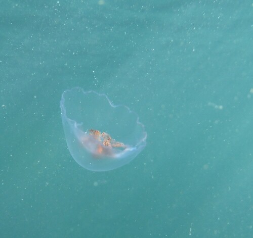 Bild aus der Tauchkondel in Sellin Rügen auf eine Meeresqualle im Wasser der Ostsee.

Aufnameort: Sellin Rügen
Kamera: Fairphone 2