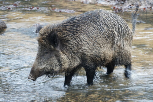 Das Wildschwein durchquert eine Furt und man könnte glatt vergessen, dass es sich im Wildtiergehege befindet.

Aufnameort: Wildtiergehege Köln Brück
Kamera: Sony Alpha 7/II