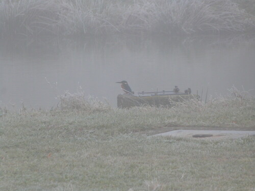 Eiskalt der Tag (-5°) und der Dunst, der Raureif blühen lässt. Dazu der
Eisvogel an der einzigen freien Wesserstelle (einem Fischteich).
Für mich ein mystisches Bild

Aufnameort: Obermooser Teich/Vogelsberg
Kamera: Lumix fz 48