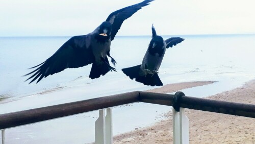 Raben auf Usedom

Aufnameort: Usedom, Heringsdorf
Kamera: Smartphone