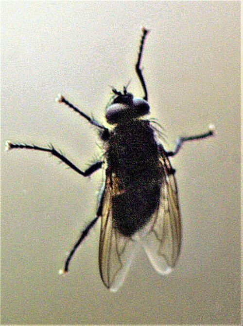 stubenfliege-musca-domestica-l-1758-am-fenster-24031.jpeg