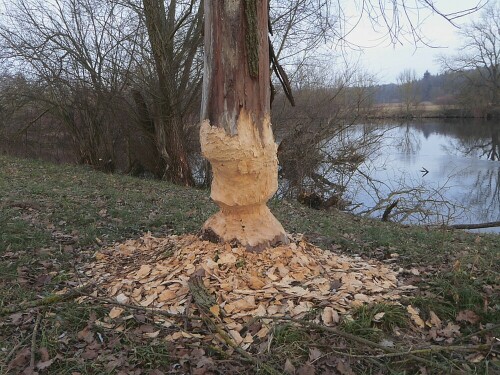 Hier hat mal wieder der Baumeister der Tiere geschafft!

Aufnameort: Am Lichternsee Ulm/Donautal
Kamera: Panasonic Lumix TZ 71