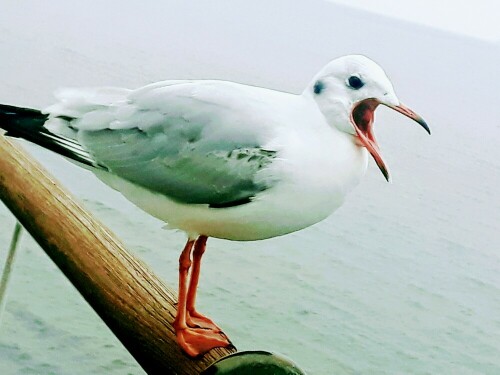 Möwe auf der Seebrücke

Aufnameort: Usedom, Heringsdorf
Kamera: Smartphone