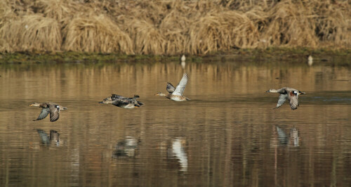 Enten am Altrhein

Aufnameort: Hessisches Ried
Kamera: Canon EOS 7D