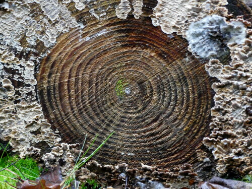 

Aufnameort: Triesdorf im Wald Bereich Thiergarten
Kamera: Panasonic Lumix FZ 330