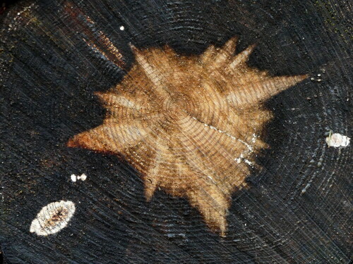 supernova-im-holz-24053.jpeg