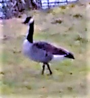 kanadagans-branta-canadensis-l-24047.jpeg