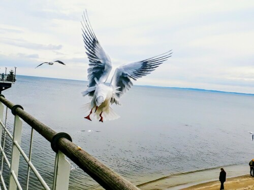 Prächtige Möwe im Anflug

Aufnameort: Usedom, Heringsdorf
Kamera: Smartphone