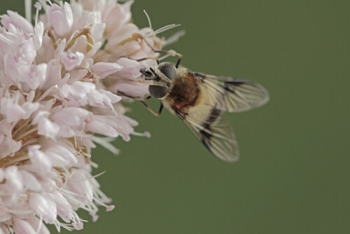 Weißbandschwebfliege, Leucozona lucorum, am Schlangenknöterich

Aufnameort: Odenwald
Kamera: EOS 60D