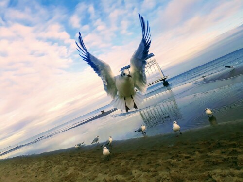 Möwe im Flug auf Usedom, Heringsdorf

Aufnameort: Usedom, Heringsdorf
Kamera: Smartphone