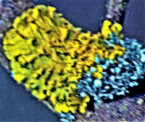 gelb-xanthoria-parietina-l-th--24068.jpeg