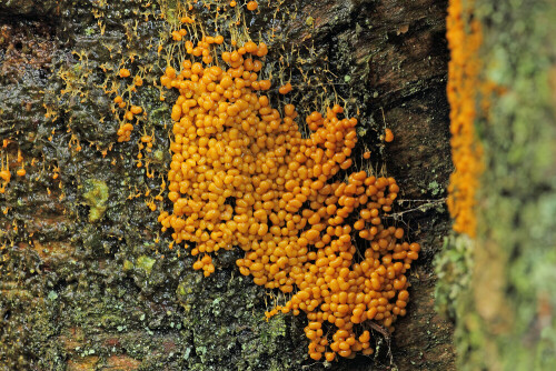 Schleimpilz (Badhamia utricularis) auf einem alten Birkenstamm


Aufnameort: Odenwald
Kamera: Canon EOS 7D