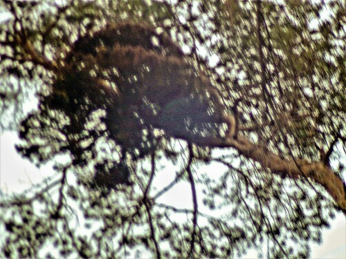 Weiße Misteln parasitieren an den Sprossenachsen ihrer Wirtspflanzen
(hier eine Waldkiefer(Pinus sylvestris(L.)).
https://de.wikipedia.org/wiki/Waldkiefer

Aufnameort: Eiershausen  Hirschbergwald
Kamera: Canon EOS 1300D