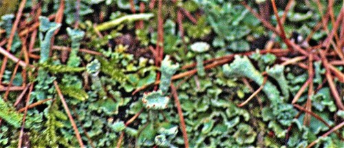 Die Echte Becherflechte ist eine weitere Flechtenart.
Sie ähnelt etwas der Trompetenflechte(Cladonia fimbriata(L.)Fr.).
Während letzte auf ihren Podetien(Stämmchen) jedoch Becher meist etwa einer Größe trägt, können die der Echten Becherflechte im Durchmesser stark variieren.
https://de.wikipedia.org/wiki/Cladonia_pyxidata
(https://de.wikipedia.org/wiki/Cladonia_fimbriata)

Aufnameort: Eiershausen  Hirschbergwald
Kamera: Canon EOS 1300D