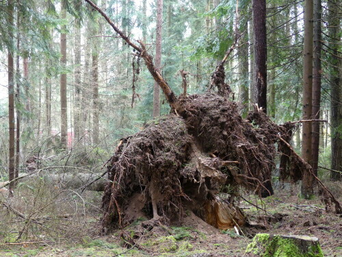 

Aufnameort: Triesdorf im Wald Bereich Thiergarten
Kamera: Panasonic Lumix FZ 330