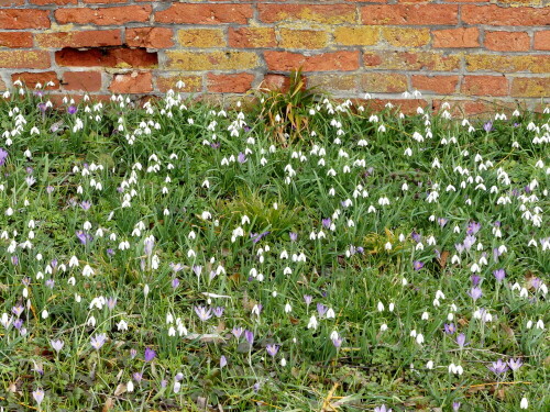 schneeglockchen-krokuswiese-in-triesdorf-24121.jpeg