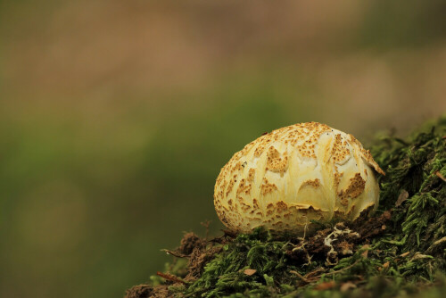 Dickschaliger Kartoffelbovist, Scleroderma citrinum




