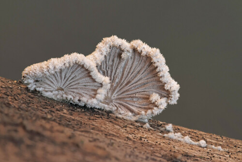 Gemeiner Spaltblättling, Schizophyllum commune


Aufnameort: Odenwald
Kamera: Canon EOS 7D