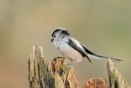 Schwanzmeise,Aegithalos caudatus
 


Aufnameort: Odenwald
Kamera: Canon EOS 7D