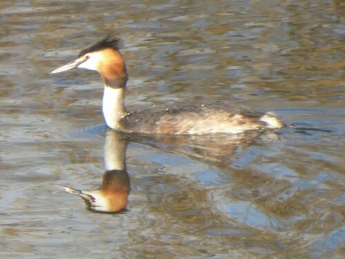 Ein oder zwei Haubentaucher?

Aufnameort: Lichternsee - Ulm/Donautal
Kamera: Panasonic Lumix TZ 71