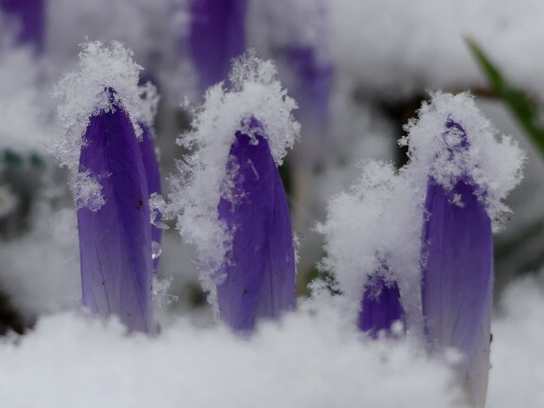 schneebeflockte-krokusse-24164.jpeg