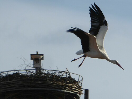 Abflug - dem Partner nach!

Aufnameort: Gögglingen
Kamera: Panasonic Lumix TZ 71