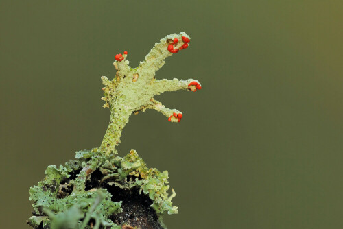 Flechte, Lichen, blühend

Aufnameort: Odenwald
Kamera: Canon EOS 7D