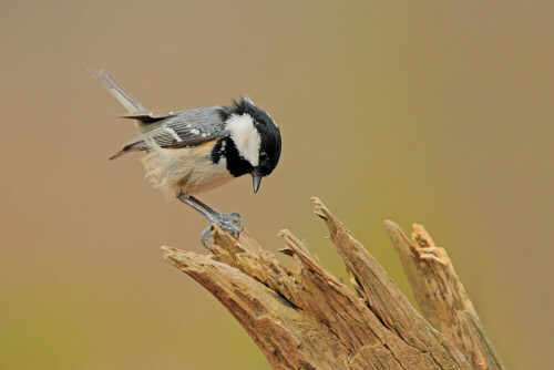 Tannenmeise, Periparus ater


Aufnameort: Odenwald
Kamera: Canon EOS 7D