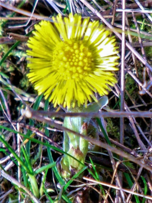 Der Huflattich gehört zur Familie der Korbblütler(Asteraceae).
https://de.wikipedia.org/wiki/Huflattich


Aufnameort: Eiershausen im östlichen Sumpf des Lohmühlenweiher
Kamera: Canon EOS 1300D