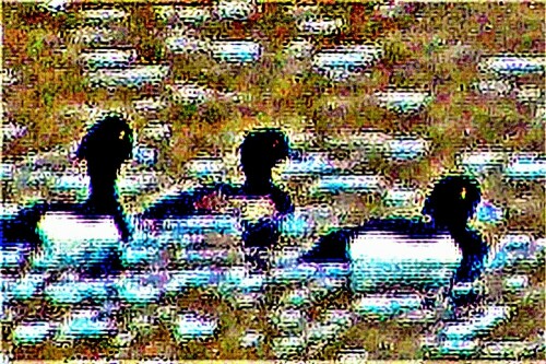 reiherenten-aythya-fuligula-l--24188.jpeg
