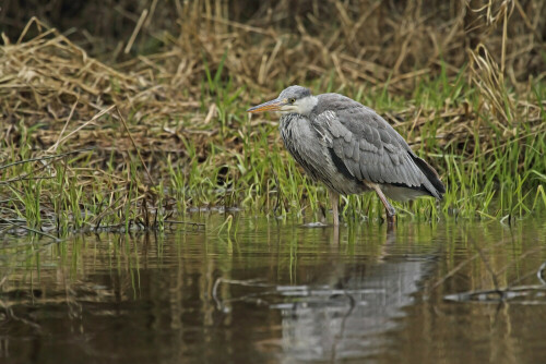 Graureiher, Ardea cinerea



Aufnameort: Odenwald
Kamera: Canon EOS 7D