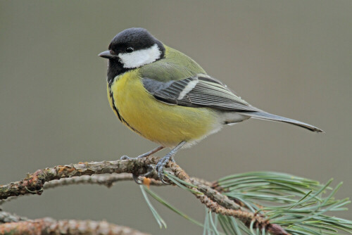 Kohlmeise, Parus major


Aufnameort: Odenwald
Kamera: Canon EOS 7D