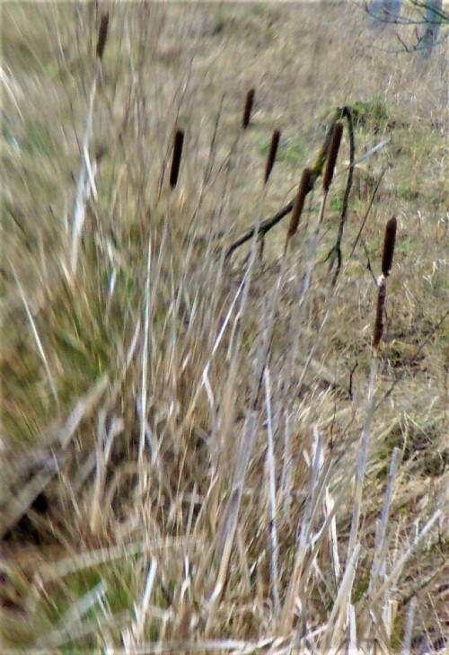 breitblattriger-rohrkolben-typha-latifolia-l-24208.jpeg