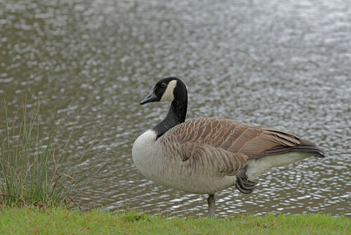 Kanadagans, Branta canadensis


Aufnameort: Odenwald
Kamera: Canon EOS 60D