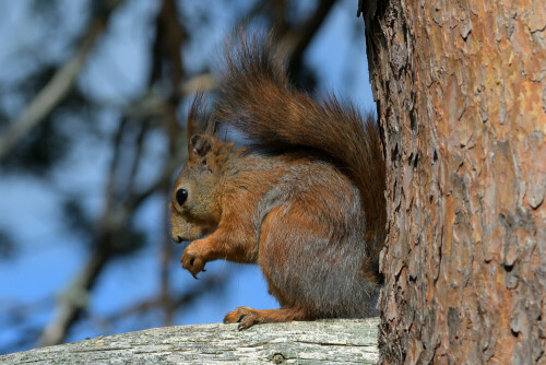 

Aufnameort: Schweden, Dalarna
Kamera: Nikon D500