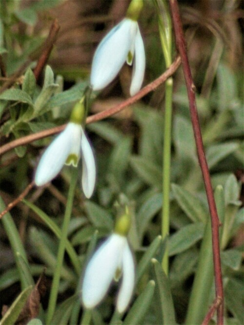 Eine Zwiebelpflanze, die wohl in vielen Gärten ihren Standort gefunden haben dürfte. Sie gehört zu den Amaryllisgewächsen.
https://de.wikipedia.org/wiki/Kleines_Schneeglöckchen


Aufnameort: Eiershausen Garten
Kamera: Canon EOS 1300D