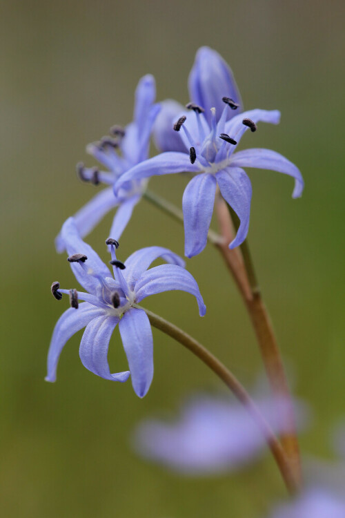 Zweiblättriger Blaustern, Scilla bifolia



Aufnameort: Odenwald
Kamera: Canon EOS 60D