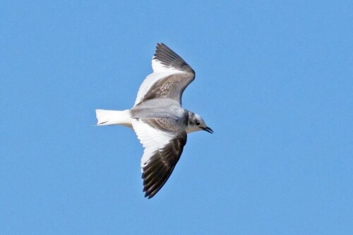 

Aufnameort: nl harlingen
