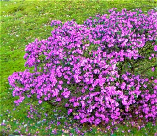 Der Pontische Rhododendron gehört zu den Heidekrautgewächsen.
Er wächst im Südwesten von Asien sowie in Südeuropa.
https://de.wikipedia.org/wiki/Pontischer_Rhododendron


Aufnameort: Eierhausen Friedhof
Kamera: Medion Camcorder