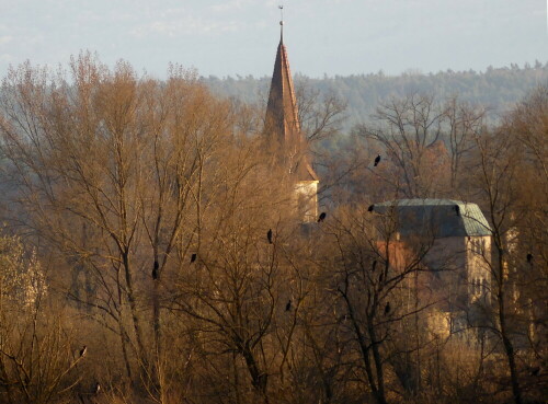 kormoranschlafplatz-bei-wald-am-altmuhlsee-24265.jpeg