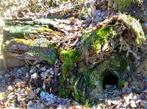 Die Größe des Einganges des Baues würde Mardern(Mustelidae) Einlass gewähren. Sie gehören zu den hundeartigen Raubtieren.
https://de.wikipedia.org/wiki/Marder

Aufnameort: Eiershausen Hirschberg
Kamera: Medion Camcorder