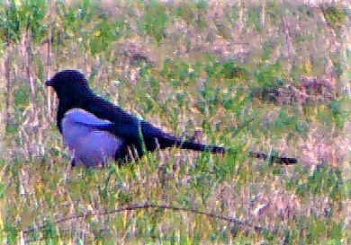 Elstern sind dank ihrer meist Schwarz-Weiß Färbung des Gefieders auch für vogelkundliche Laien unverwechselbar.
https://de.wikipedia.org/wiki/Elster

Aufnameort: Wiesen östlich der Kläranlage Eibelshausen
Kamera: Medion Camcorder