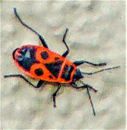 gemeine-feuerwanze-pyrrhocoris-apterus-l-1758-24275.jpeg