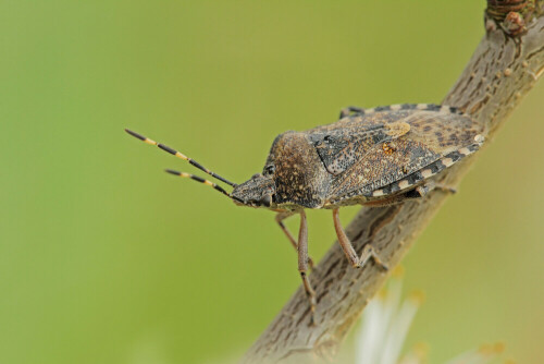 Schwarzdorn, Schlehe, Graue Gartenwanze,Rhaphigaster nebulosa



