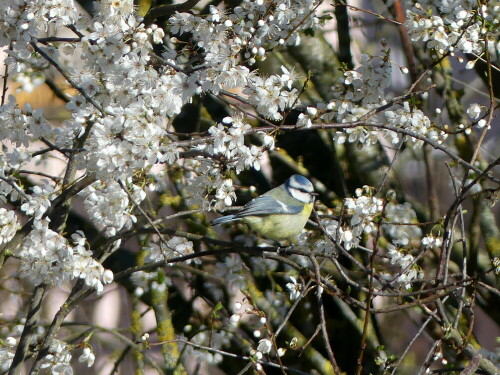 

Aufnameort: Weidenbach in meinem Garten
Kamera: Panasonic Lumix FZ 330